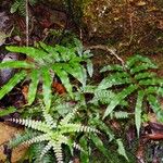 Pteris balansae 整株植物