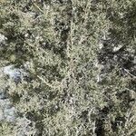 Juniperus osteosperma Hostoa