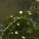 Ranunculus trichophyllus Λουλούδι