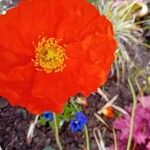 Papaver croceumFlower