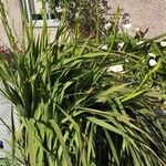 Watsonia borbonica ഇല