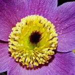 Anemone pulsatilla Λουλούδι