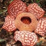 Rafflesia hasseltii Цвят