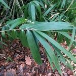 Phyllostachys viridis 葉