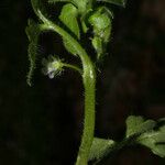 Nemophila aphylla Corteza