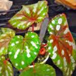 Begonia chlorosticta 葉