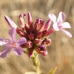 Plumbago europaea Flor