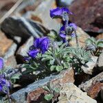 Viola diversifolia Habit