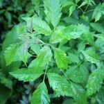 Vitex negundo Blad