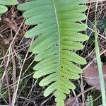 Polypodium vulgare Levél