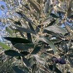 Olea europaea Blad