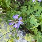 Astragalus alpinus Kvet