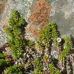 Empetrum nigrum Leaf