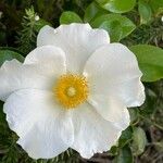 Rosa laevigata 花