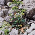 Pastinaca lucida Flor