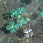 Marsilea quadrifolia Likasa