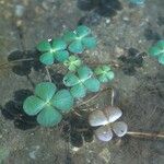 Marsilea quadrifolia Blatt