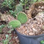 Opuntia aciculata Ліст