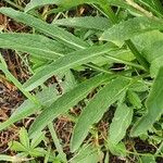 Phyteuma scorzonerifolium 葉