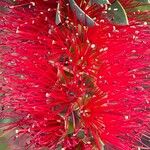Melaleuca rugulosa Flower