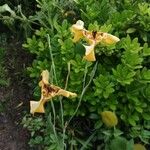 Cypella herbertii Flor