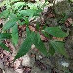 Ageratina riparia Folha