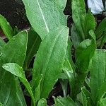Helenium autumnale Yaprak