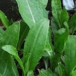 Helenium autumnale Lapas