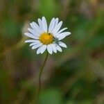 Leucanthemum graminifolium Цвят