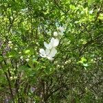 Exochorda × macrantha Other