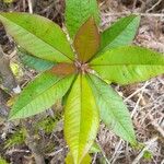 Oxydendrum arboreum Frunză