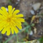 Launaea mucronata Flower