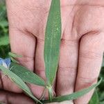 Lathyrus sativus Leaf