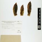Aeonium appendiculatum List
