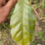 Barringtonia acutangula Leaf