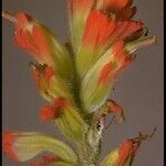 Castilleja affinis Virág