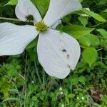 Cornus floridaFlor