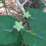 Matelea reticulata Fleur