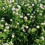 Trifolium nigrescens अन्य