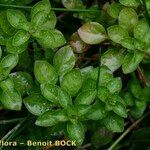 Ludwigia palustris Other