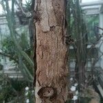 Euphorbia stenoclada Corteccia