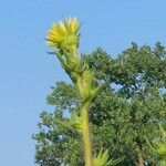 Silphium laciniatum Kukka
