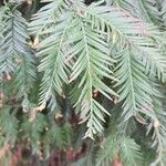 Sequoia sempervirens Blatt
