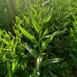 Camelina sativa Leaf