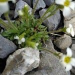 Saxifraga androsacea List