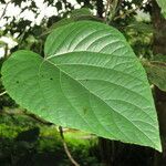 Clerodendrum buchananii Hoja