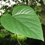 Clerodendrum buchananii Leaf