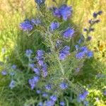 Echium vulgareFlower