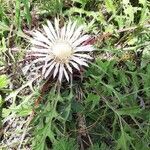 Carlina acaulisBlodyn