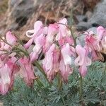 Dicentra eximia Λουλούδι